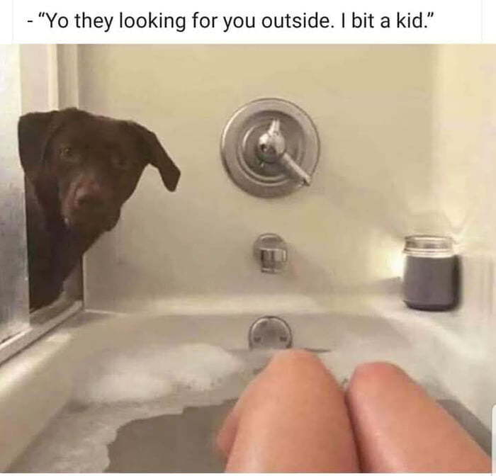Just dog things