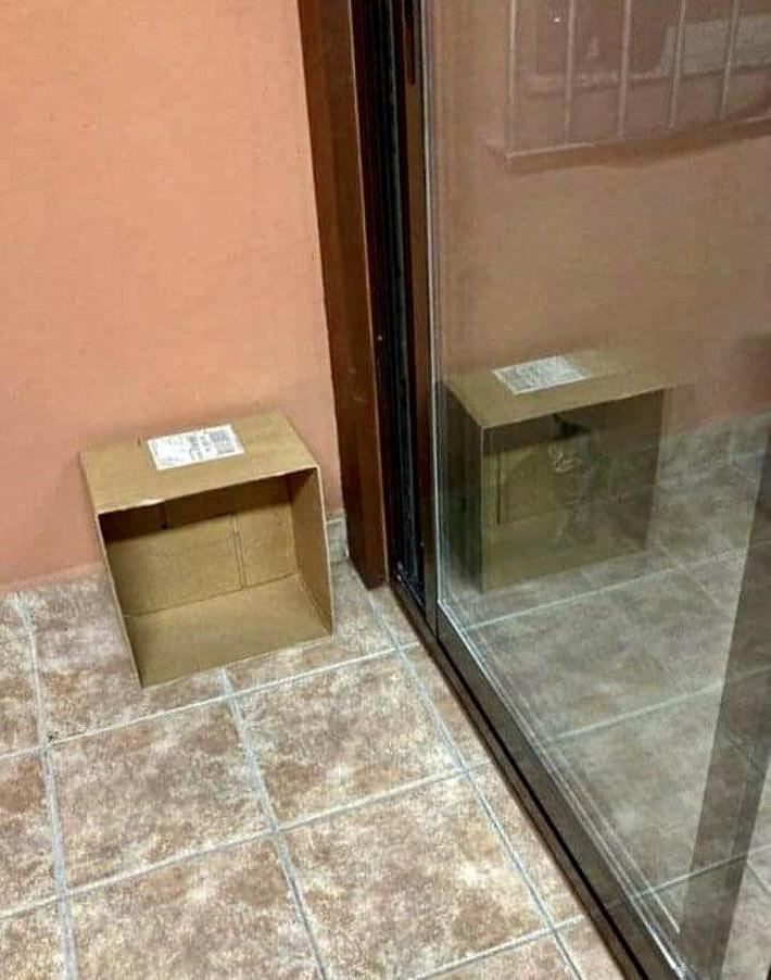 Hey Schrödinger’s, your cat is fine…finally!