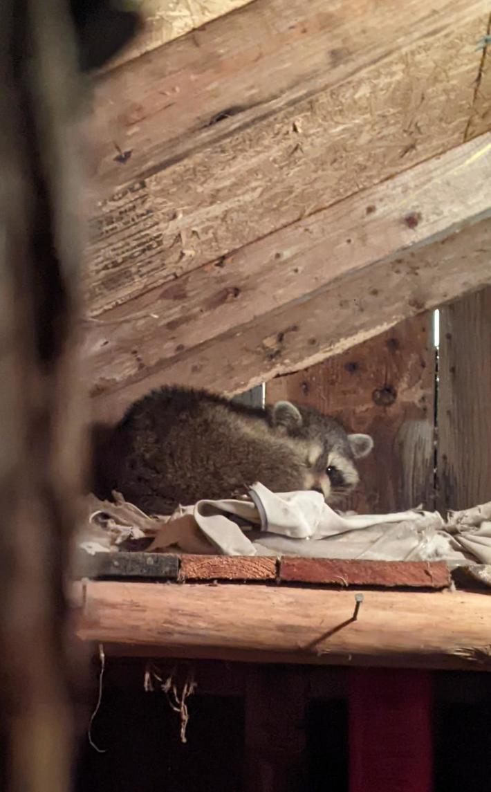 Can't evict our unvaxxed tenant due to covid regulations... But at least he keeps a mask on. 🦝