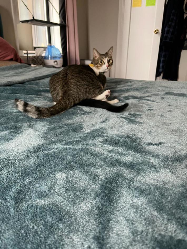 Asked my cat if she’d seen our kitten…