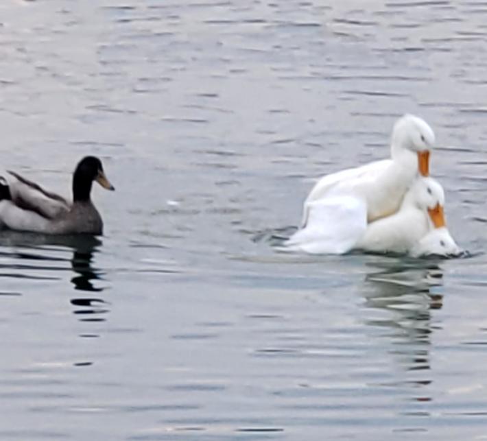 Saw a duck threesome today.
