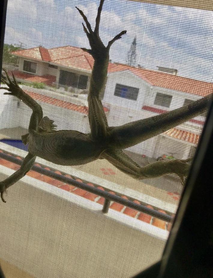 The day I opened my bedroom window and almost died of a cardiac arrest