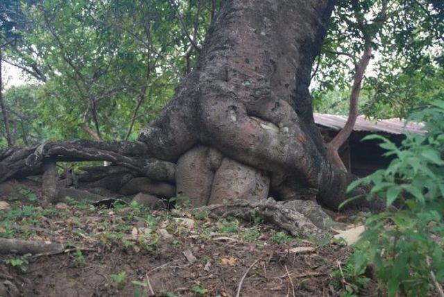 Who wants to have a tree-some?