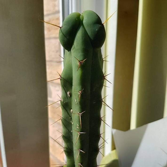COCKTUS