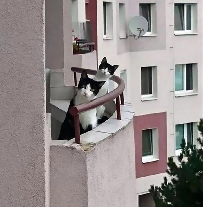 new neighbors 😎