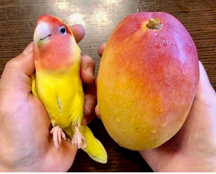 Mango birb