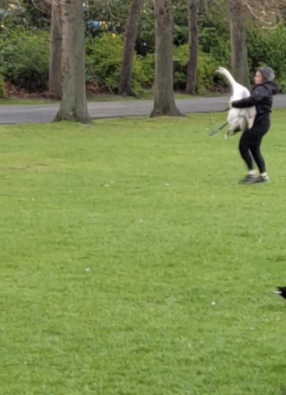 My friend got to Ireland a couple hours ago and immediately sent a snap of someone just carrying a swan out of a park