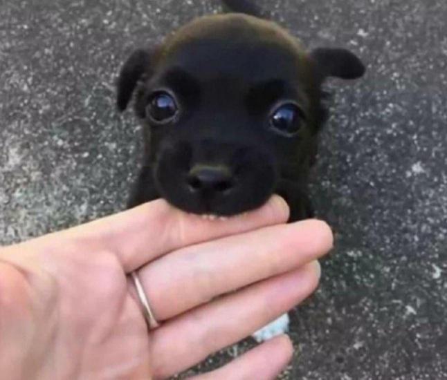 Man got attacked by a dog