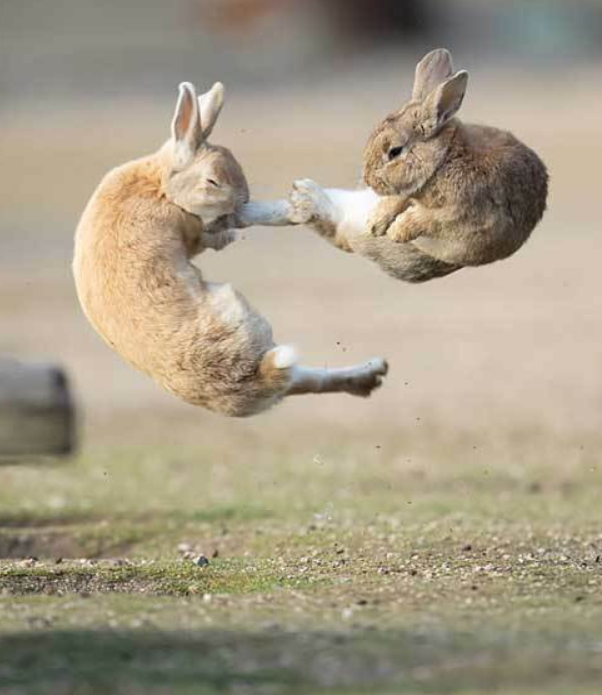 Everybunny was kung fu fighting ♪