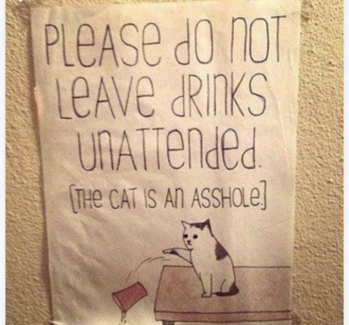 Your cat too?