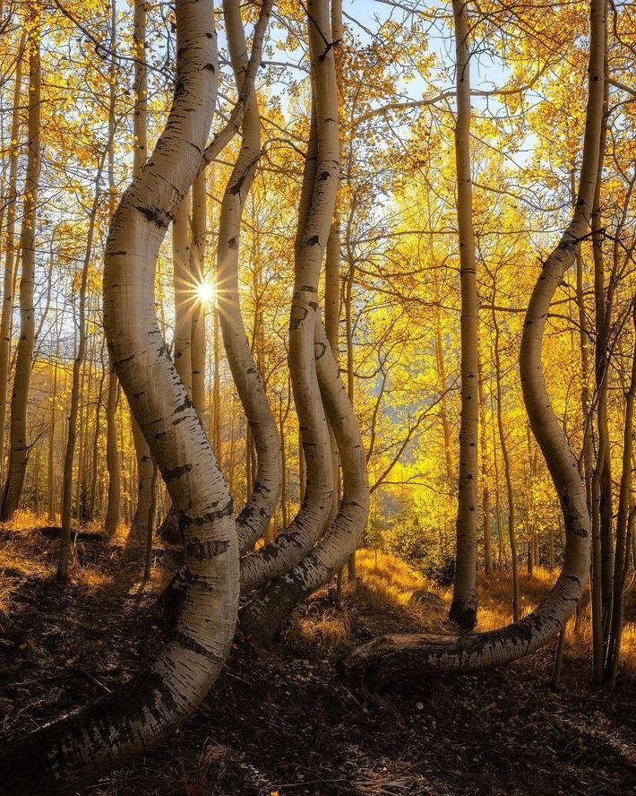 The forest where Home Depot sources their 2x4s