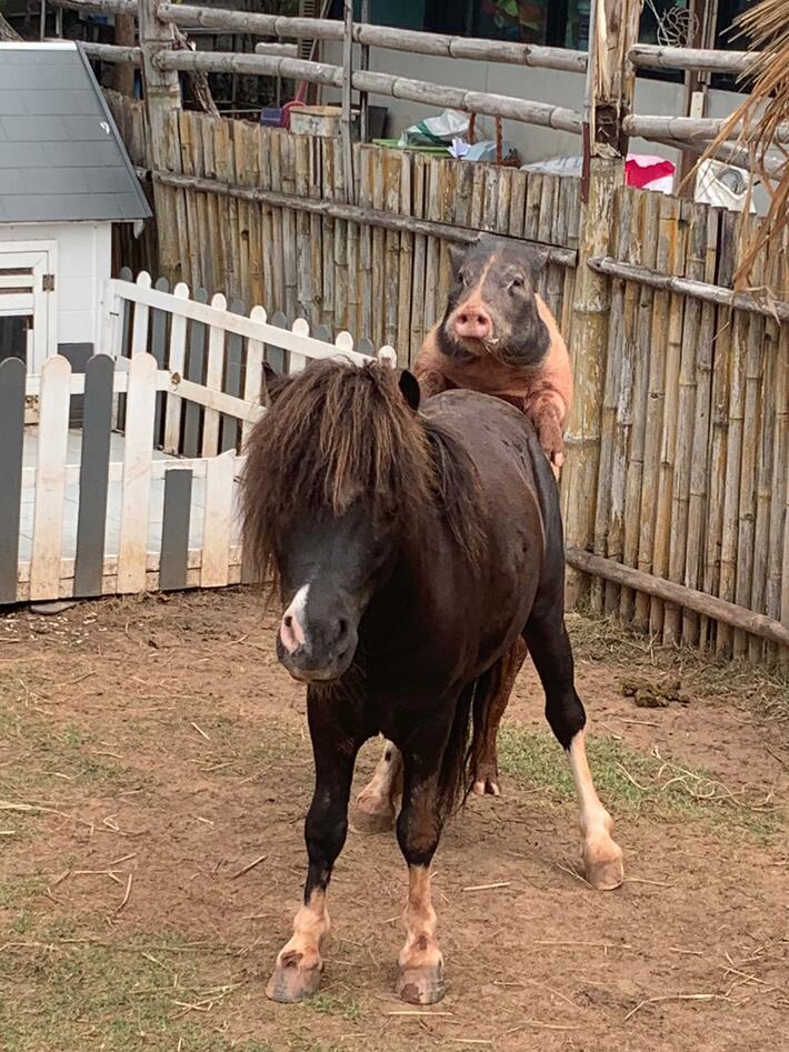 My dad went to an exotic zoo today…