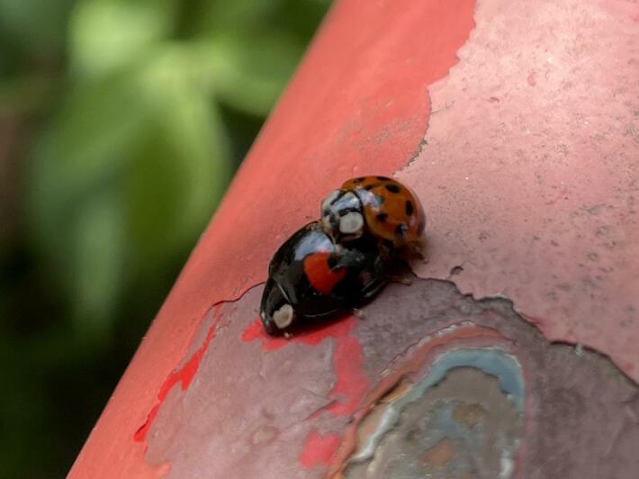 Some interracial action on my balcony