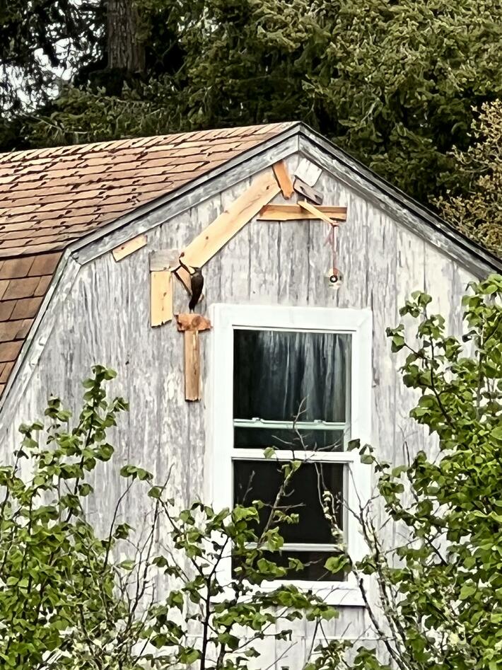 Been watching my neighbors war with a woodpecker for the past year.