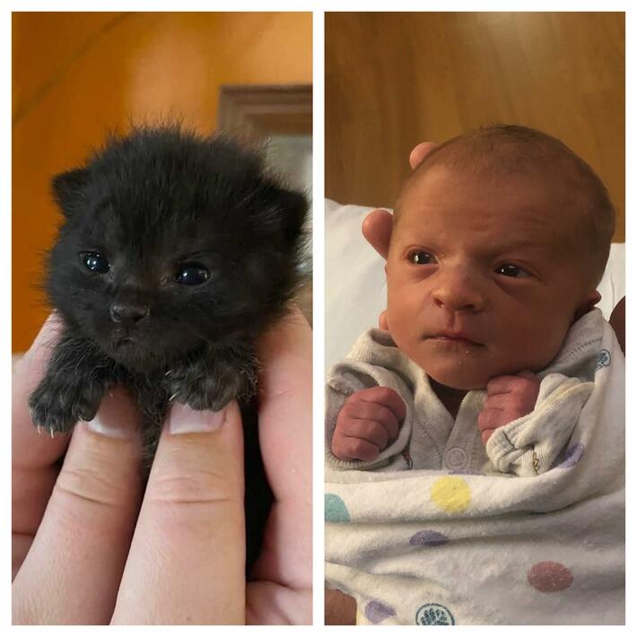 Is it just me or does the kitten posted in r/aww yesterday look exactly like my son when he was 2 days old?