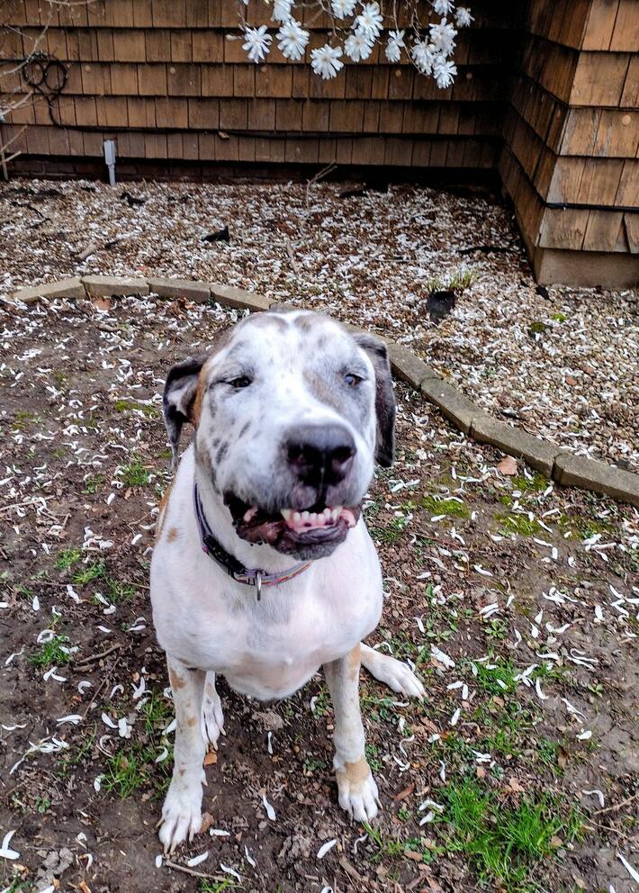 Since y'all enjoyed Lillian, the unphotogenic dog, here's another shot of her trying her best