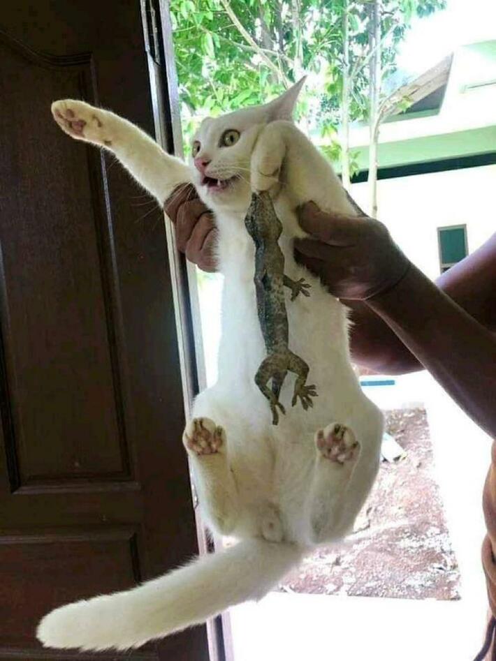 Maybe he shouldn’t have messed with the lizard