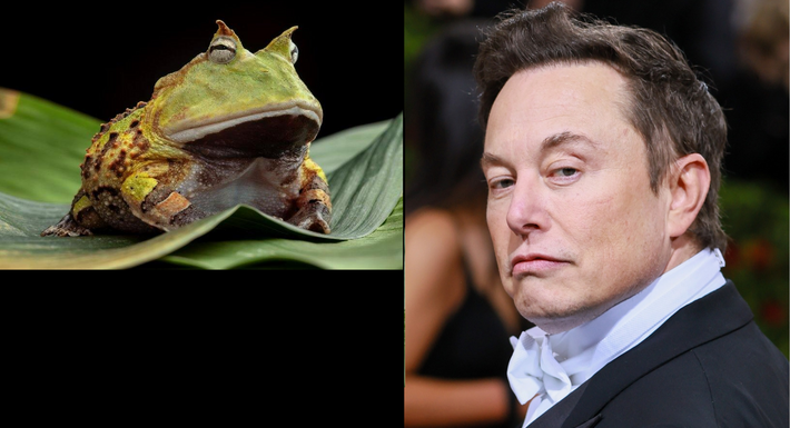 Saw this frog, reminded me of Elon Musk