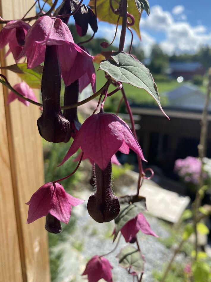 My mom has a plant that grows dicks