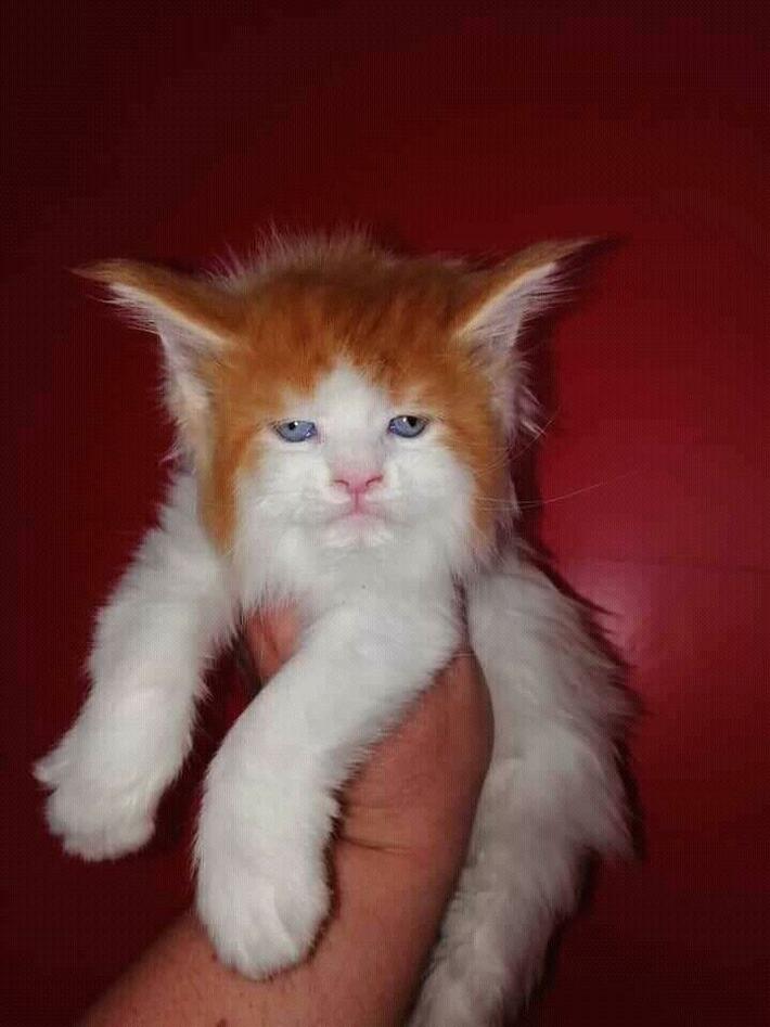 If Ed Sheeran was a cat