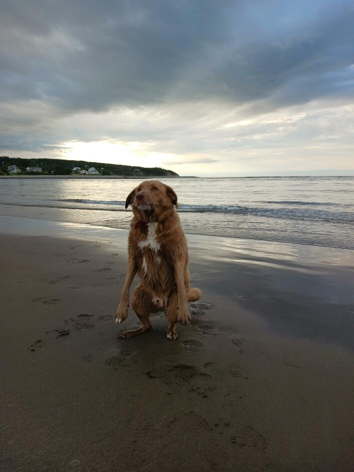 I caught my dogs moment of evolving to walking upright