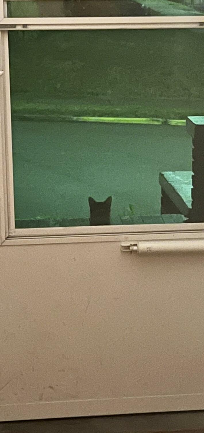 Touched his head one time last week and now he thinks he lives here. I may just give in and take him in.