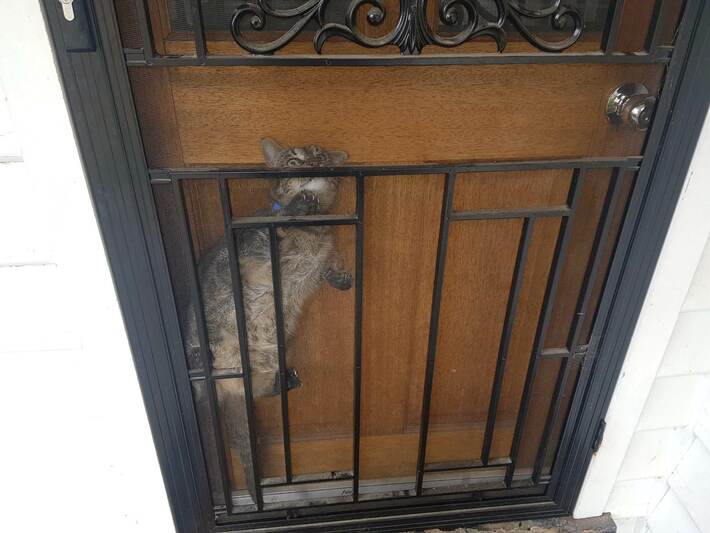 Came home from work to find poor puss rethinking his life choices.