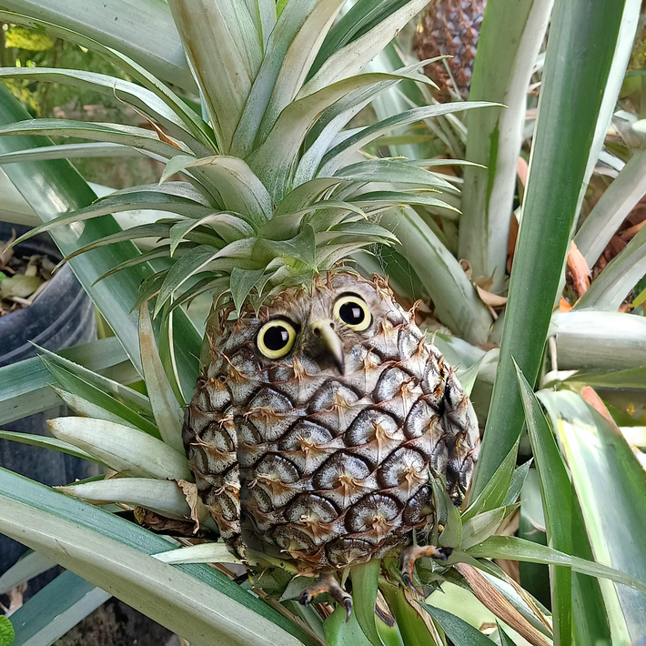 I photoshop animals into things as a hobby. Here's a Pineappowl.