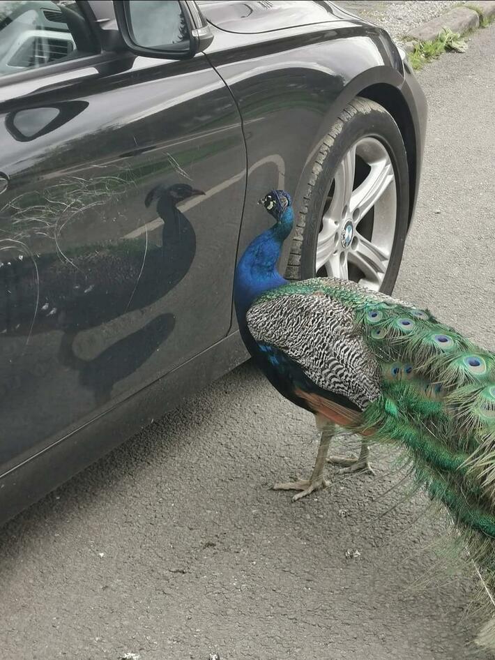 This peacock pecked at his own reflection on a BMW for over half an hour