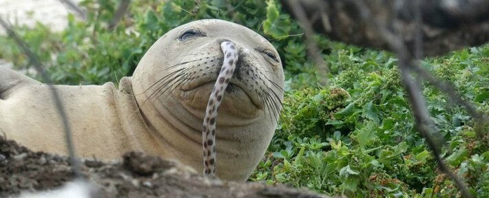 Rare Hawaiian Monk Seals Keep Getting Eels Stuck Up Their Noses