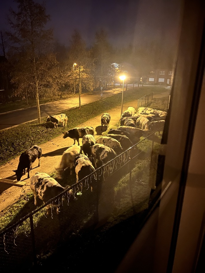 Dog was barking like hell at 2am