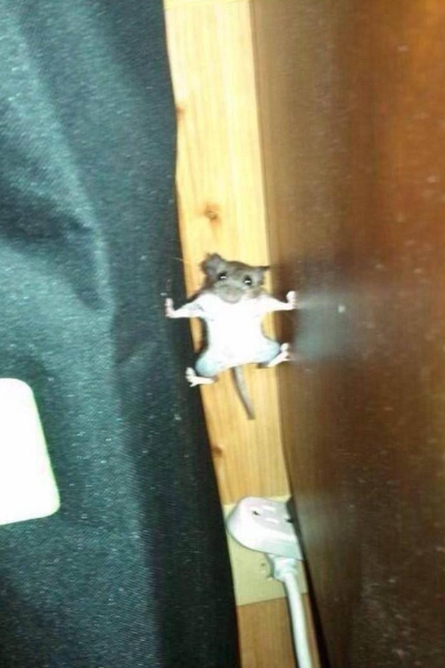 Special Ops mouse captured in the middle of operation mooncheese