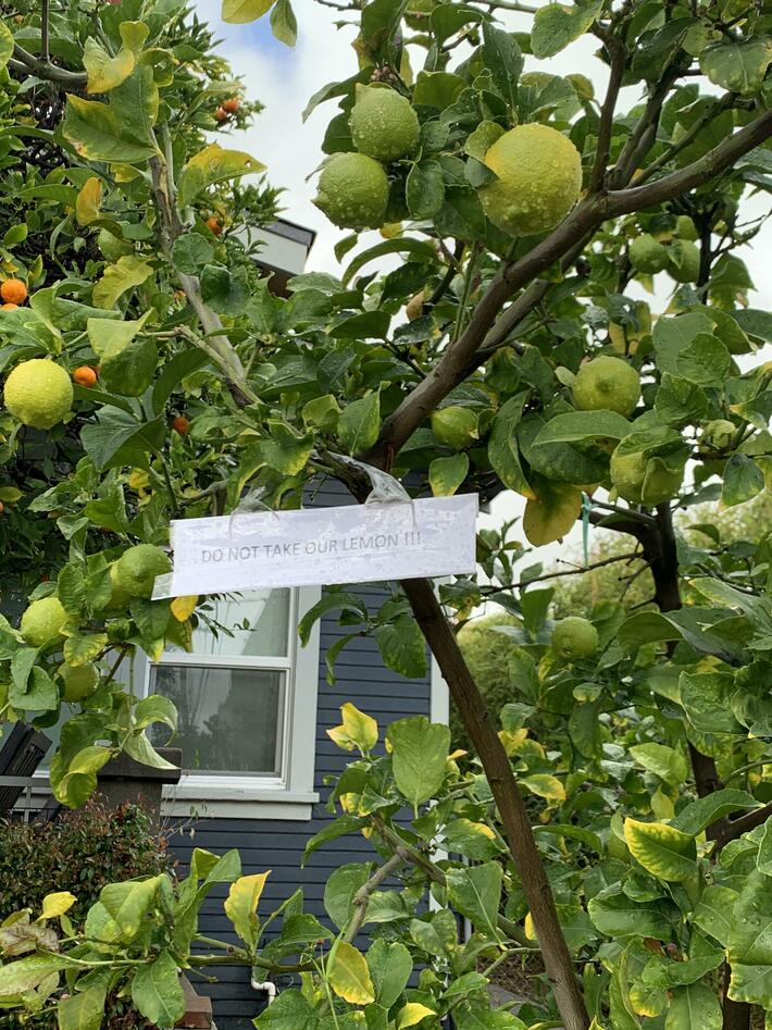 Is it time for me to become a lemon-stealing whore?