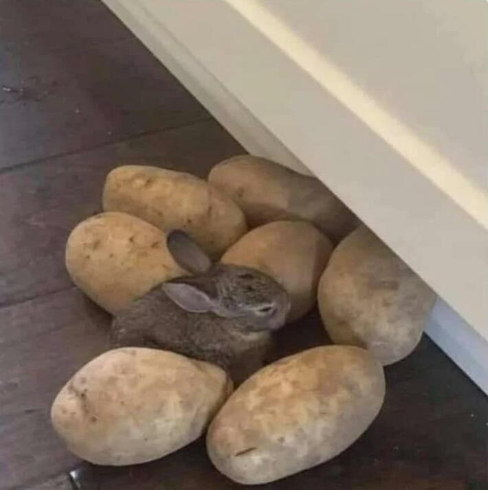 One of the potatoes hatched