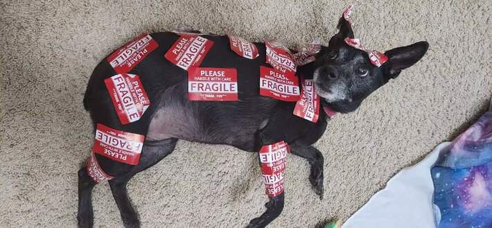 My nephew ran into the room to tell us the dog is very fragile right now... this is what we saw when we investigated.