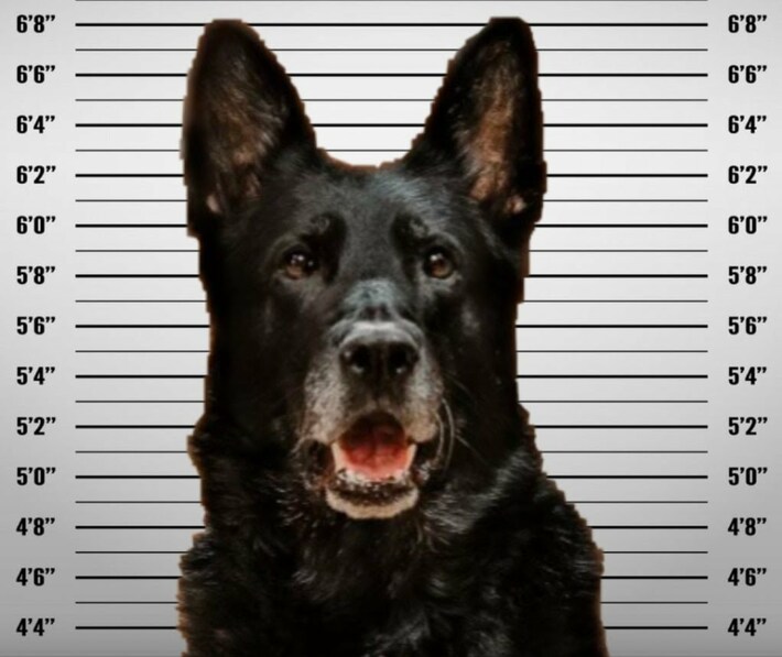 Police Share Mugshot of Canine Officer Accused of 'Stealing'