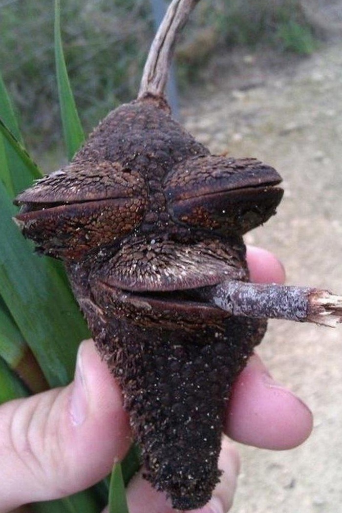 The most chillin acorn ever