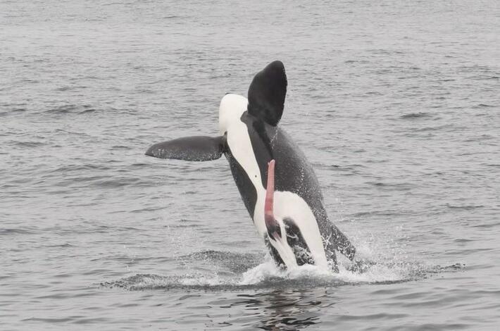 Found the sperm whale