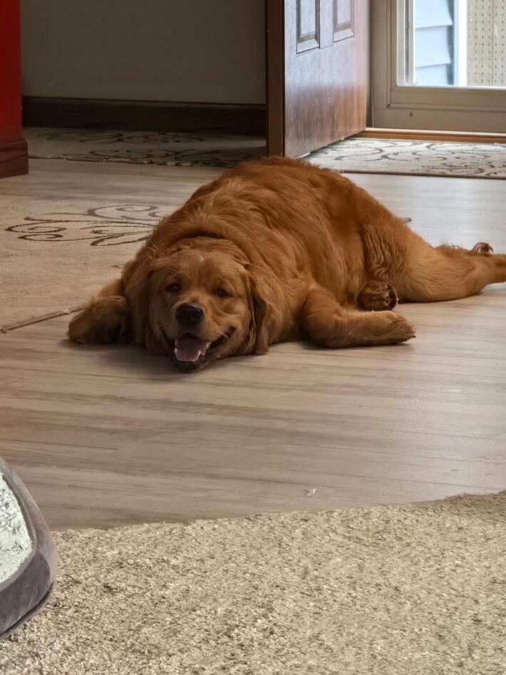 Apparently we brought home a hairy seal, not a golden retriever.