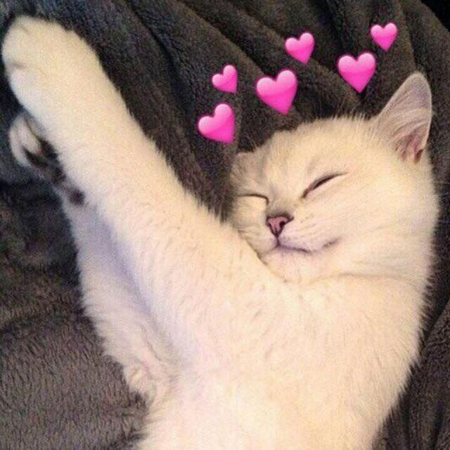 Fill the comments with small reasons to live ♥️