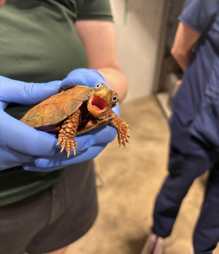 My wife is a vet tech and took this photo today.