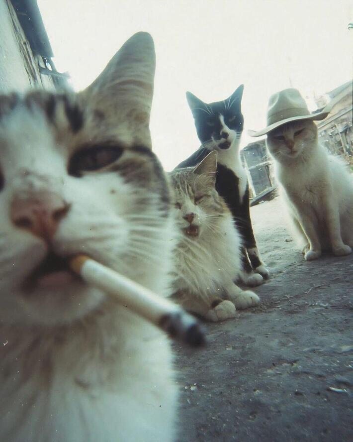 The purr gang has arrived. 🐾