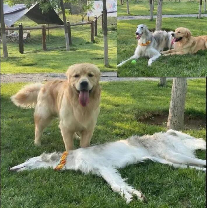 Doggo deflated.