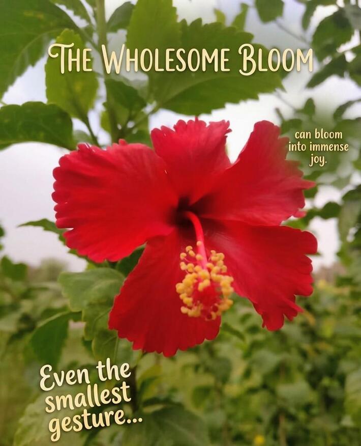 The wholesome Bloom