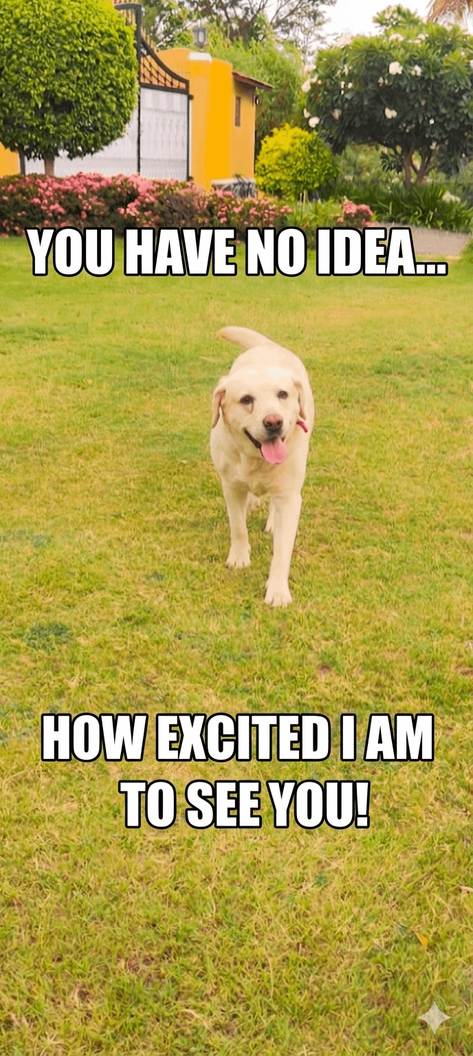 This golden boy running full speed just to say Hi..