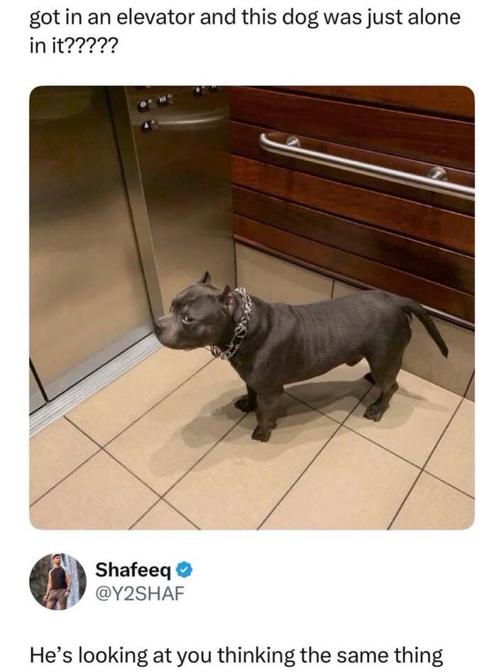 Absolute unit