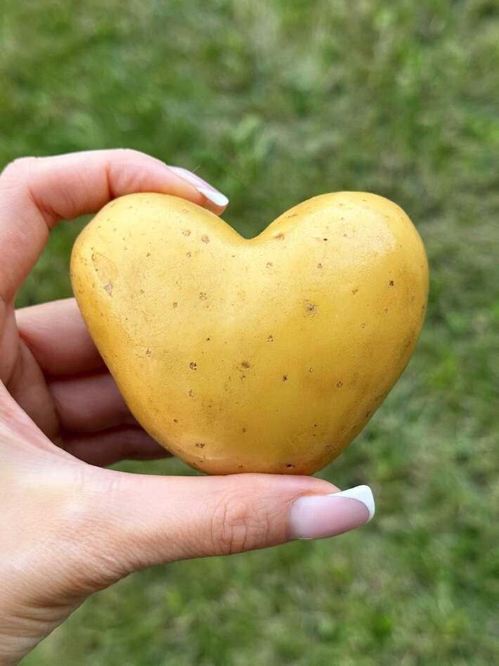 The most romantic thing that happened to me this summer was this potato