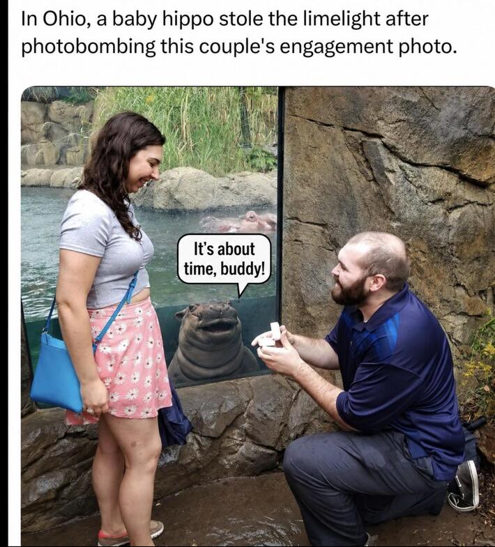 Breaking news: Local hippo steals hearts and engagement photos