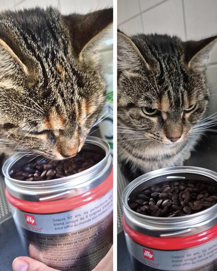 My cat finding out the tin I opened contained coffee, not cat food