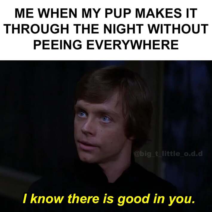 The Force is strong with his bladder 🐶⚡
